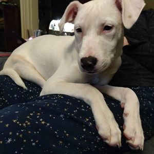 Meet your Posher, Corey